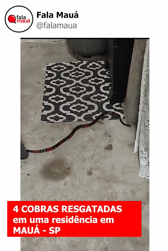4 Cobras Encontradas em Residência de Mauá: Alerta para Possível Presença de Cobras-Corais