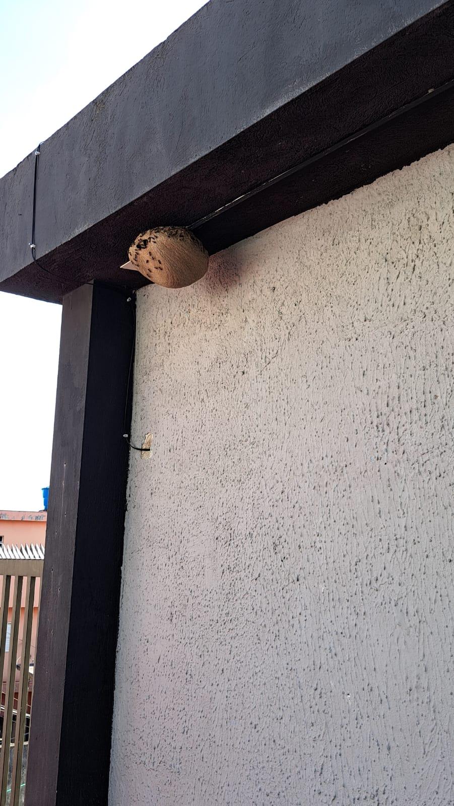 Munícipes solicitam remoção de colmeia no Jd. Oratório.