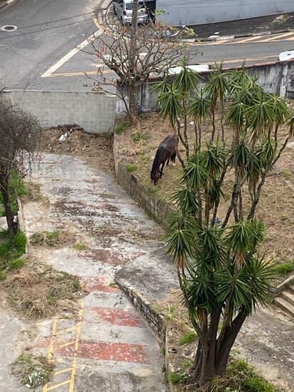 CAVALO É DEIXADO SEM ÁGUA NA VILA BOCAINA